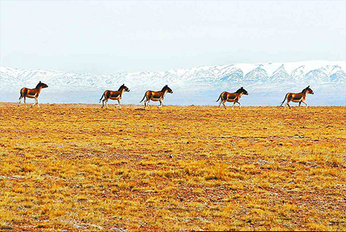 青藏铁路沿途风景