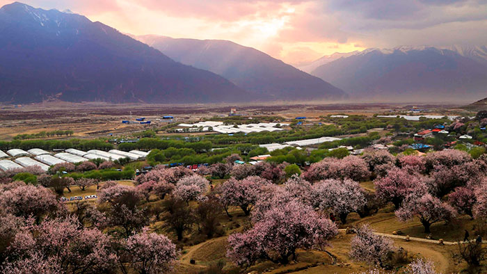 Read more about the article 2025西藏林芝桃花賞花攻略