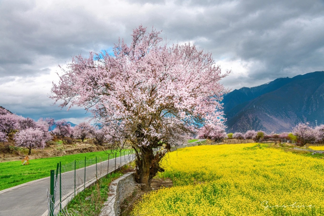 Read more about the article 吾不能許三生三世，卻能許你十里桃花 -西藏林芝(上)